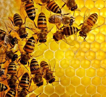 Mesilastooted eesnäärme põletiku vastu