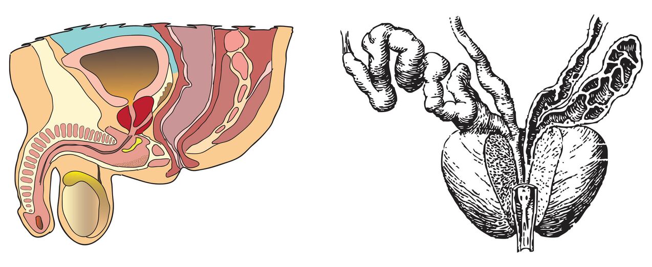 Eesnäärme anatoomia